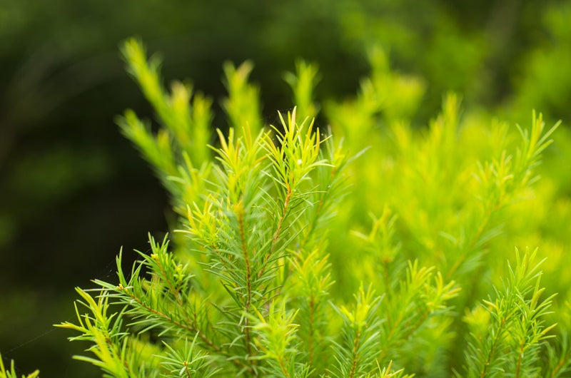 Positive Effects of Tea Tree Essential Oil for the Skin