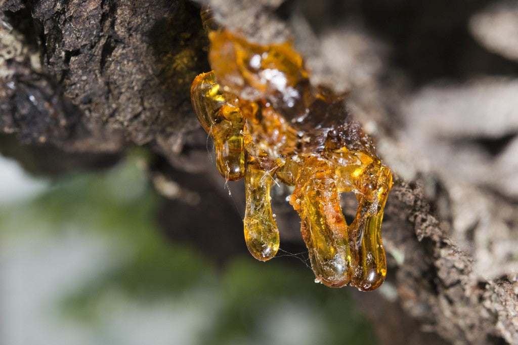 Obtaining Flawless Skin with Frankincense Boswellia Frereana Essential Oil