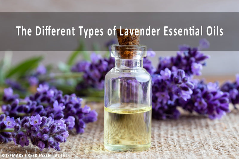 The different types of Lavender Essential Oils and Their Benefits