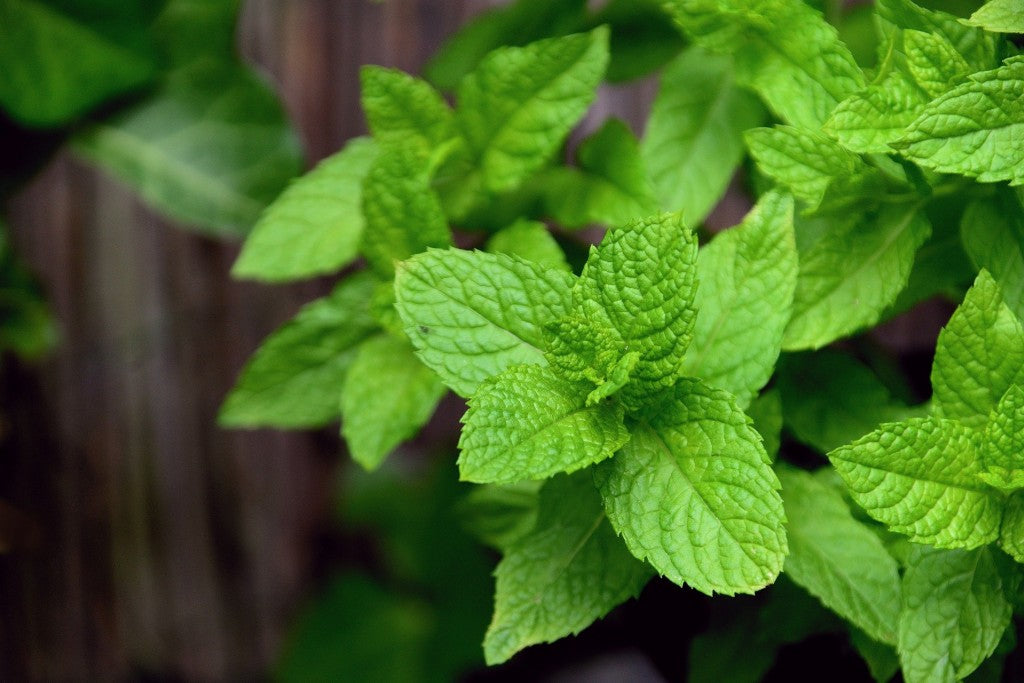 Peppermint Essential Oil - The Ultimate Pain Relief Remedy