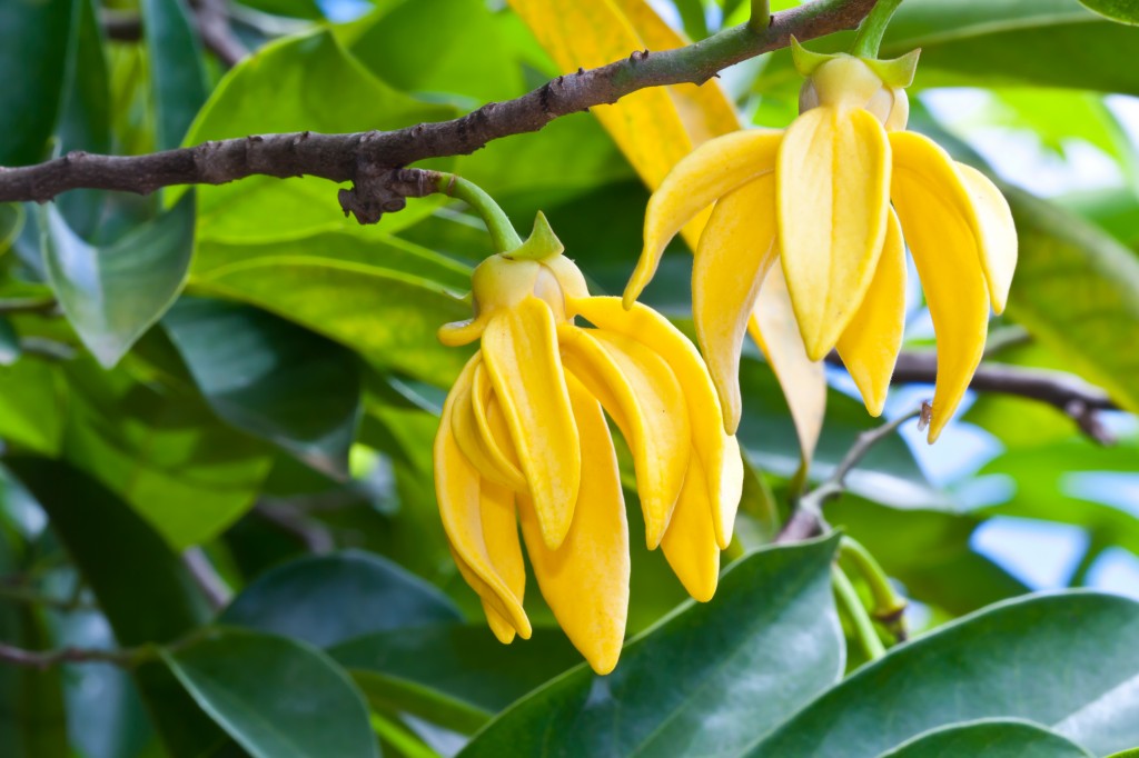 The Angelic Powers of Ylang Ylang Essential Oil for Ultimate Hair Care