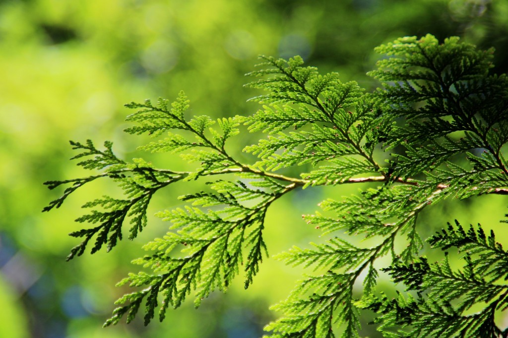 Thuja Essential Oil - The Powerful and Natural Cure for Skin Infections