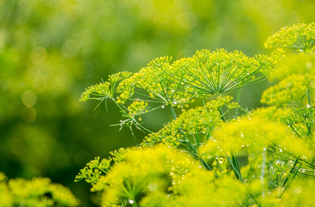Fennel Essential Oil – The Spearheading Remedy to Relieve Digestive Problems