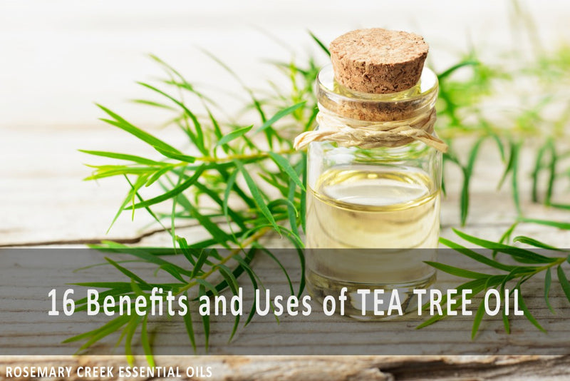 16 Benefits and Uses of Tea Tree Essential Oil