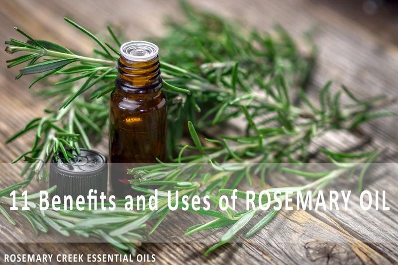 11 Benefits and Uses of Rosemary Essential Oil