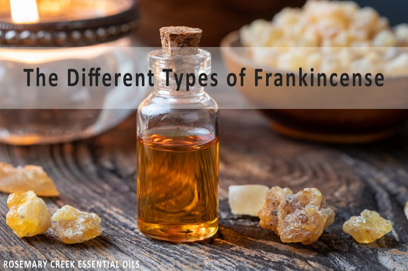 Frankincense 101 - The 4 Primary Types of Frankincense and their Differences