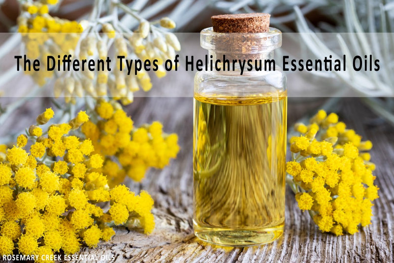 A Comprehensive Overview of The Different Types of Helichrysum Essential Oils