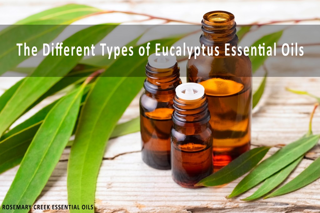 The different types of Eucalyptus Essential Oils and Their Benefits