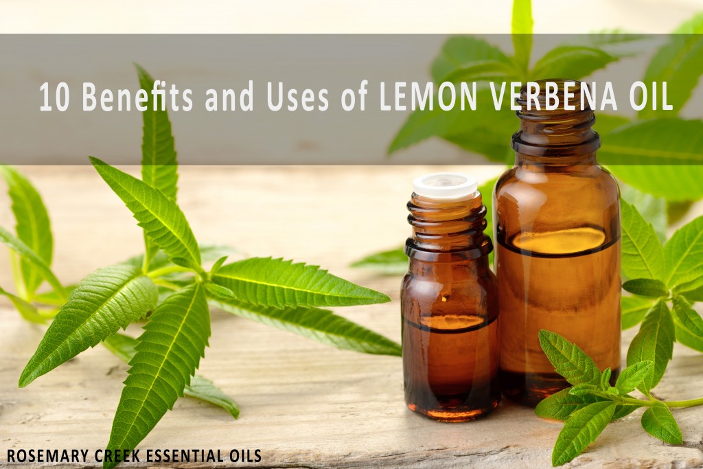 10 Iconic Benefits and Uses of Lemon Verbena Essential Oil – Rosemary Creek  Essential Oils