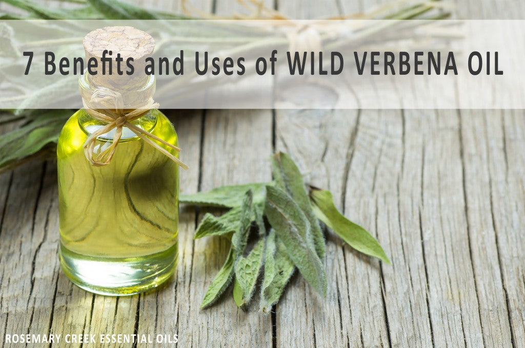 7 Superb Benefits and Uses of Wild Verbena Essential Oil