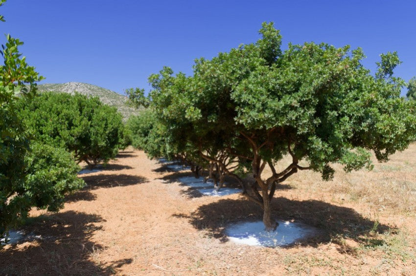 Mastic Color Tree Mastic tree and its resin benefits – Rosemary Creek Essential Oils