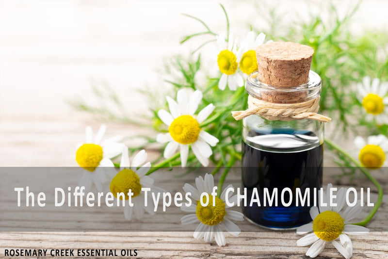 The different types of Chamomile essential oils and their benefits