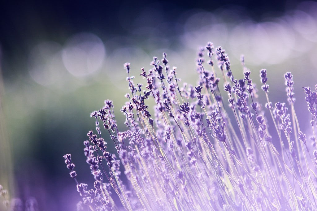Lavender essential oil and its profound calming effects