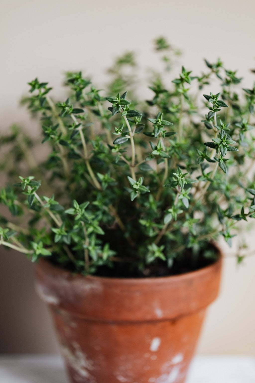 How Thyme essential oil can boost the immune system