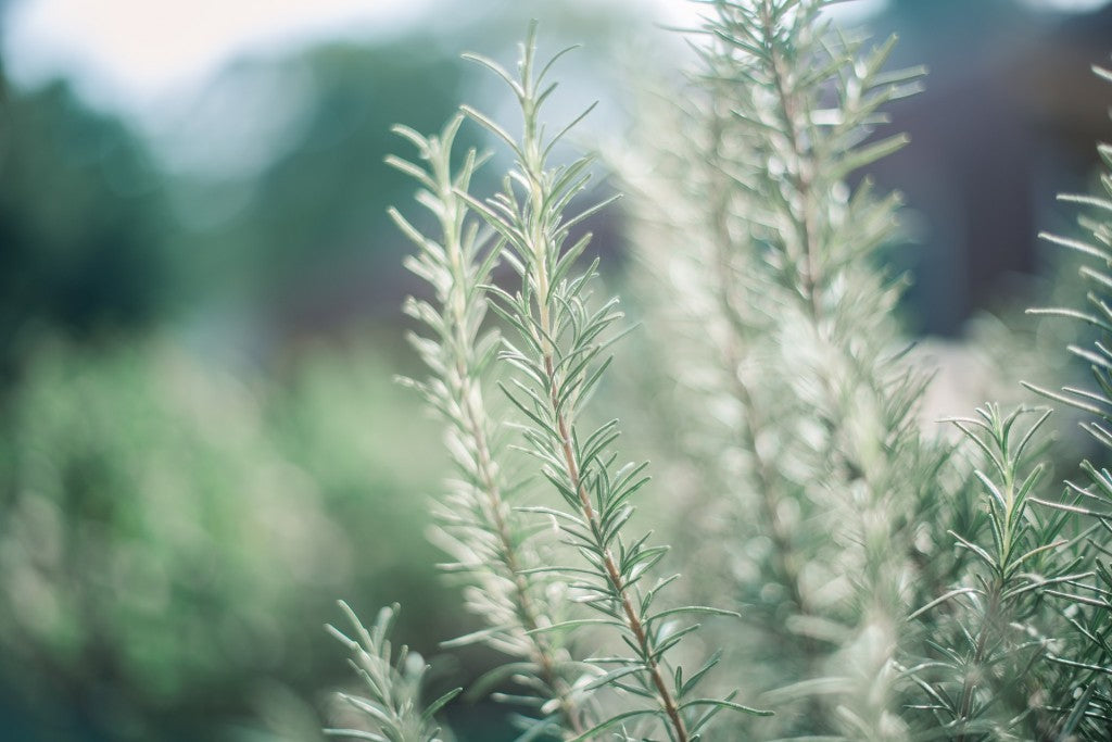 Respiratory Benefits of Rosemary Essential Oil