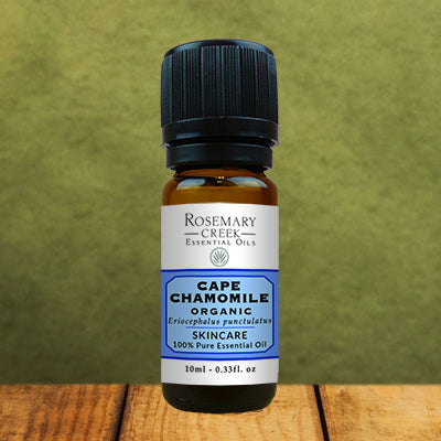 Organic Cape Chamomile essential oil